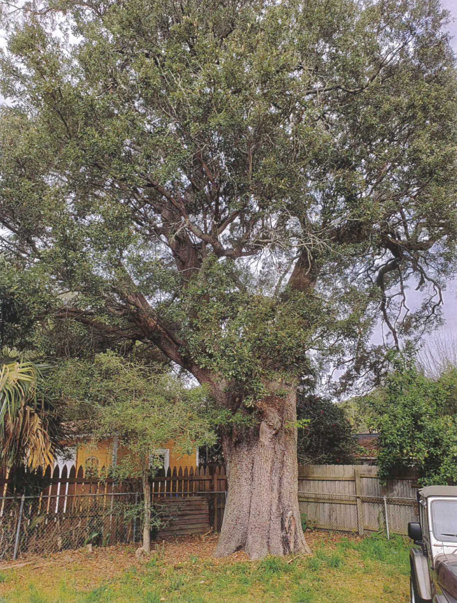 Heritage oak tree