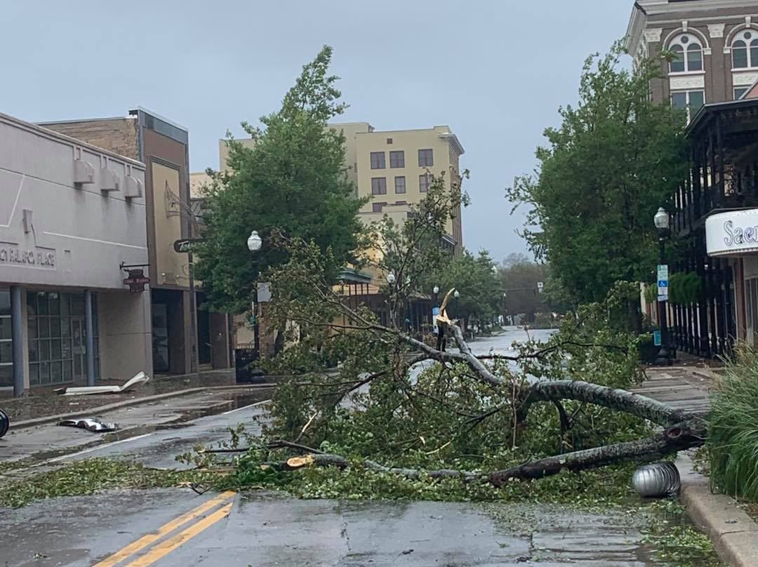 palafox tree 
