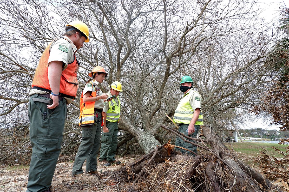 Urban Forest Strike Team member assesses a damaged tree