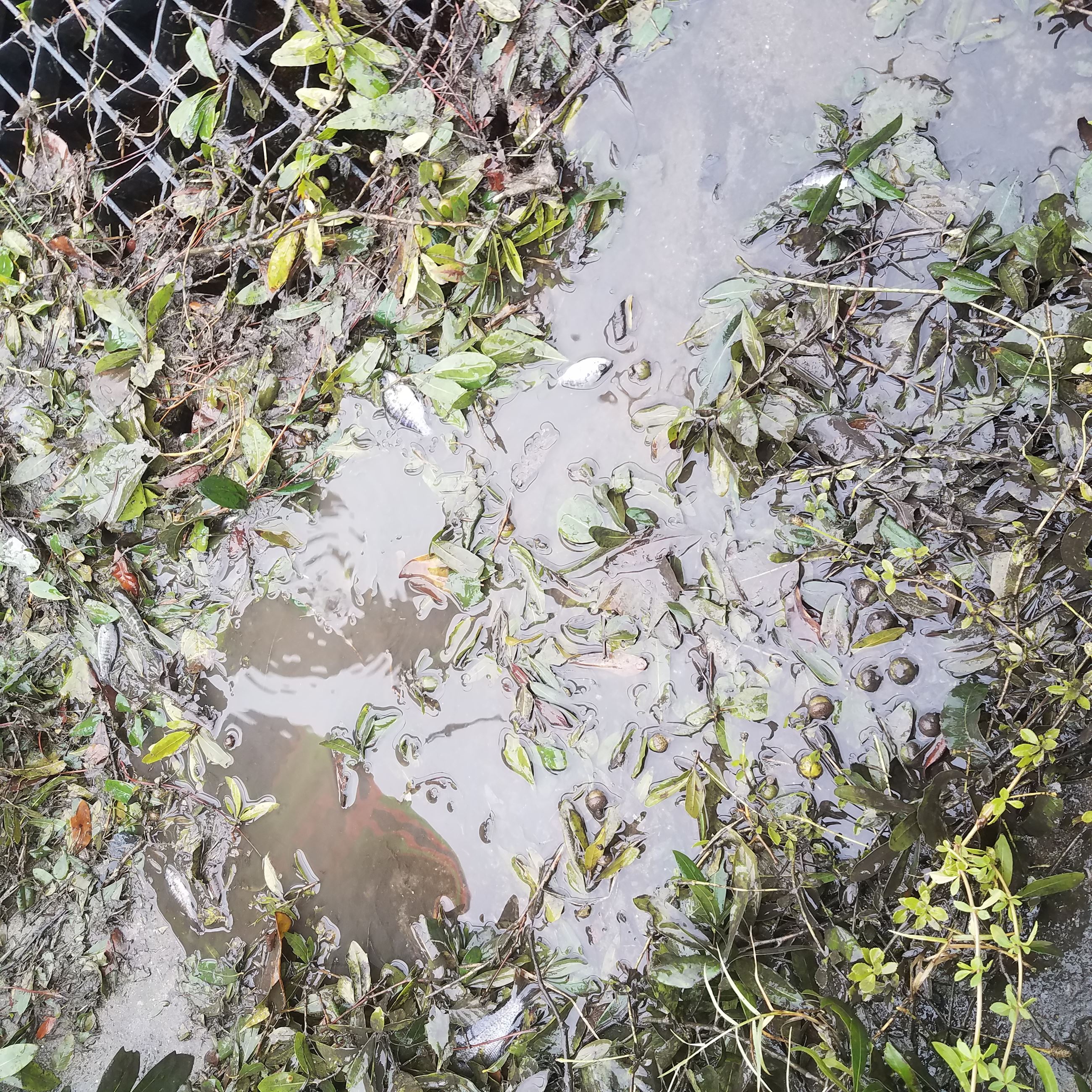 Stormwater drain clogged with leaves