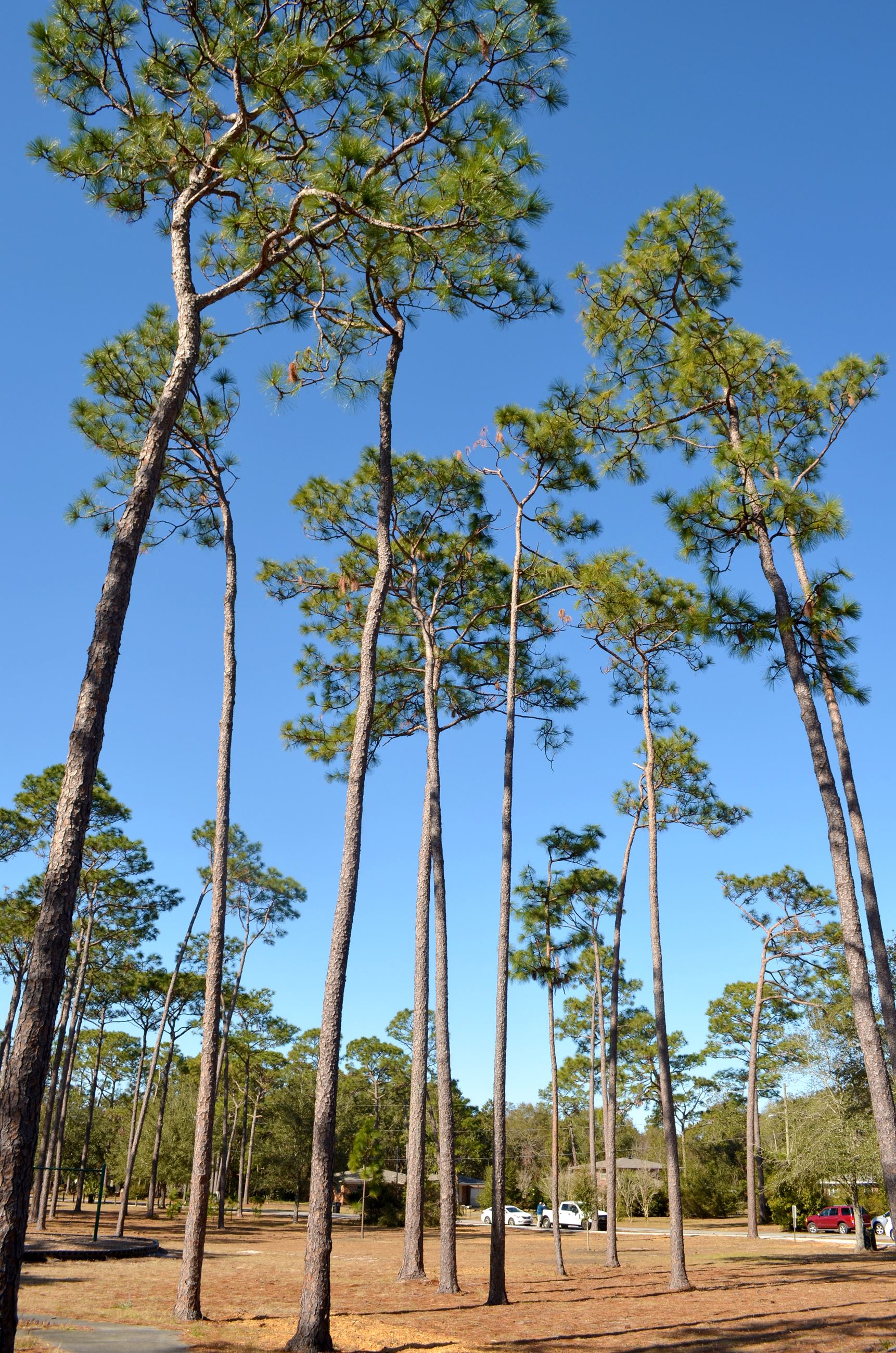 trees