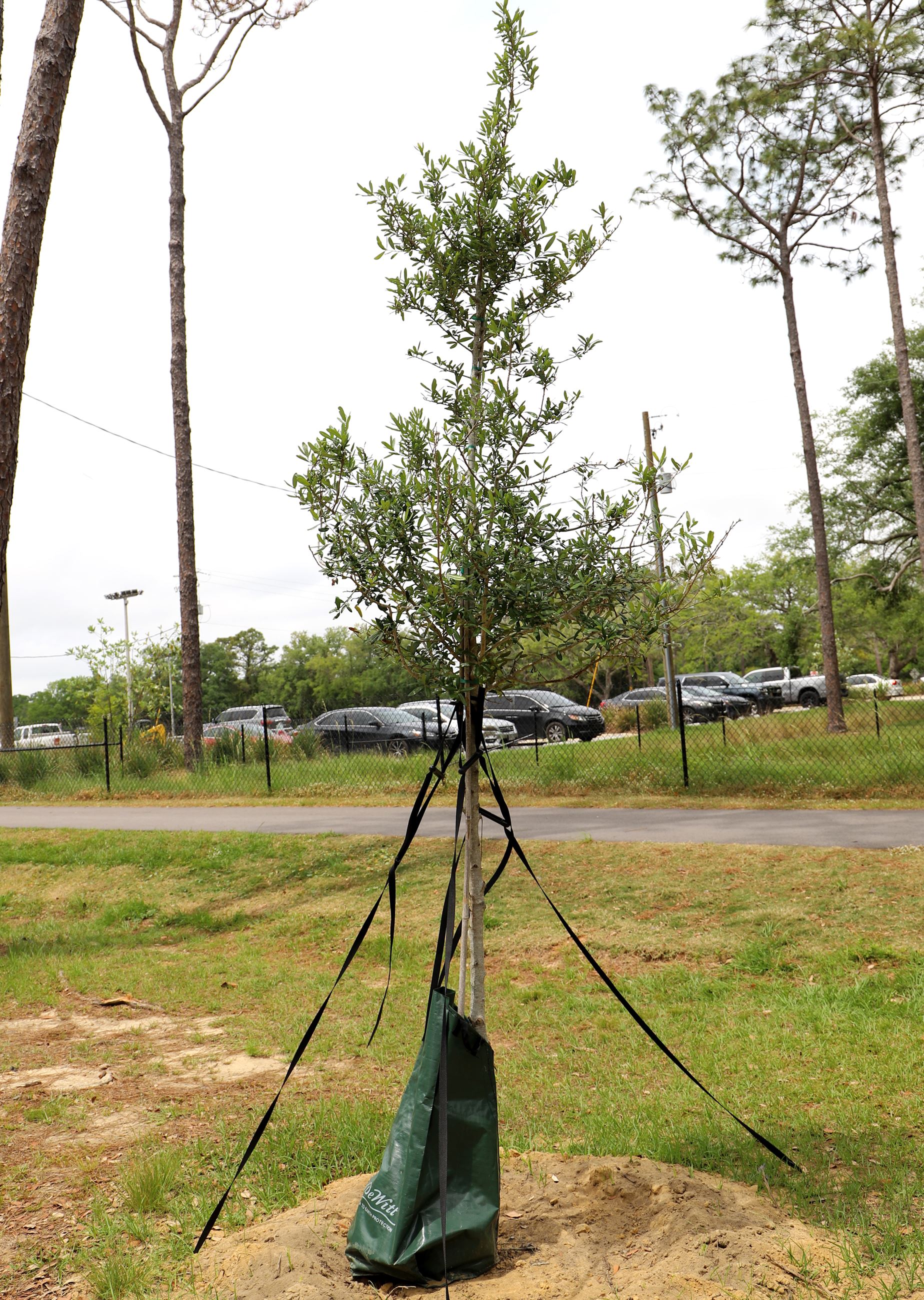 tree