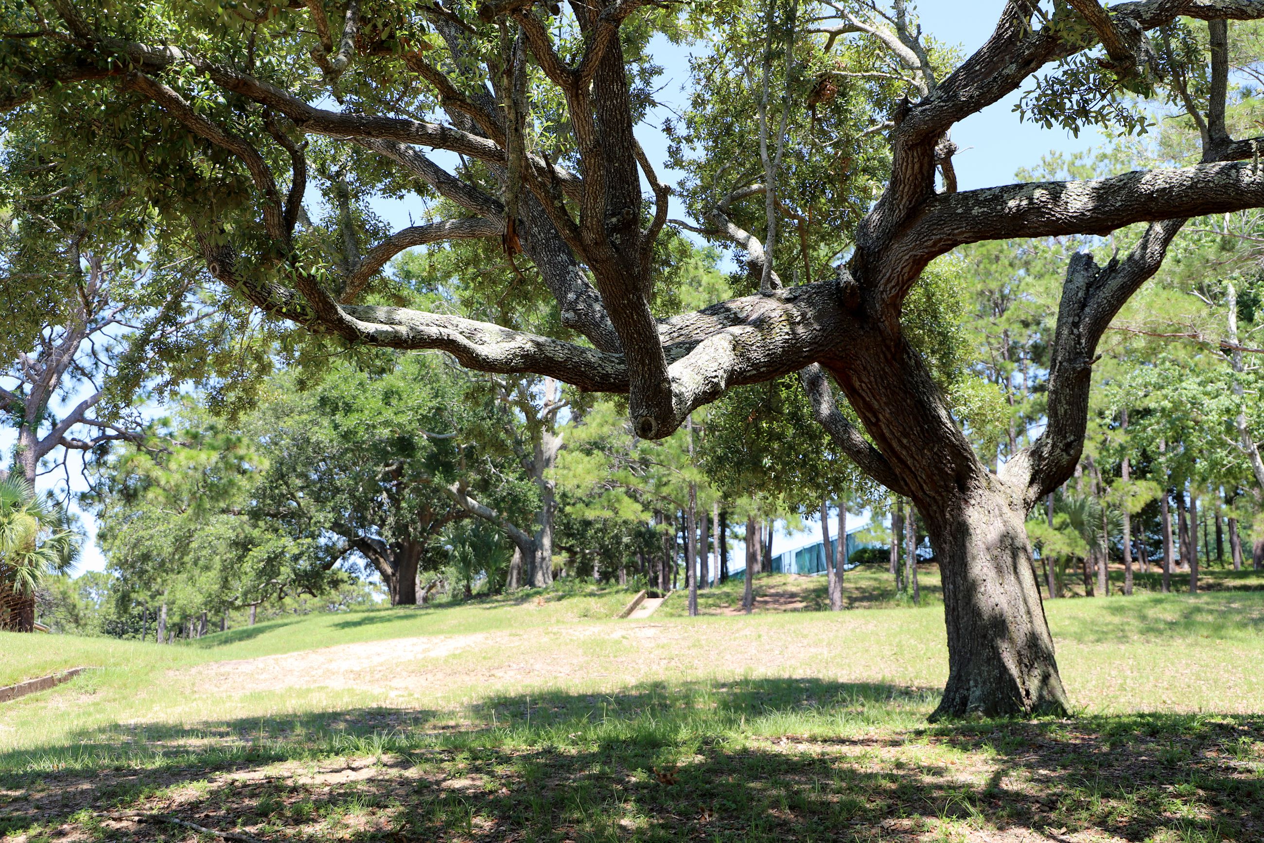bayview trees